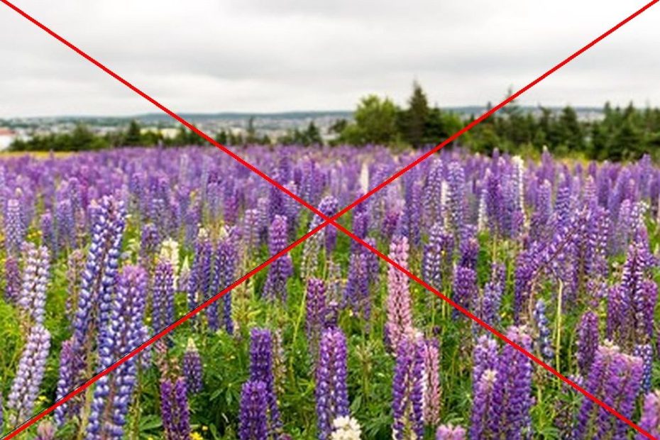Utrota Lupinen