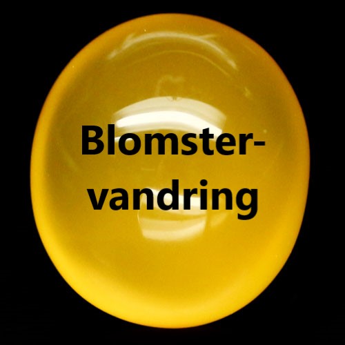 gulstenblomstervandring
